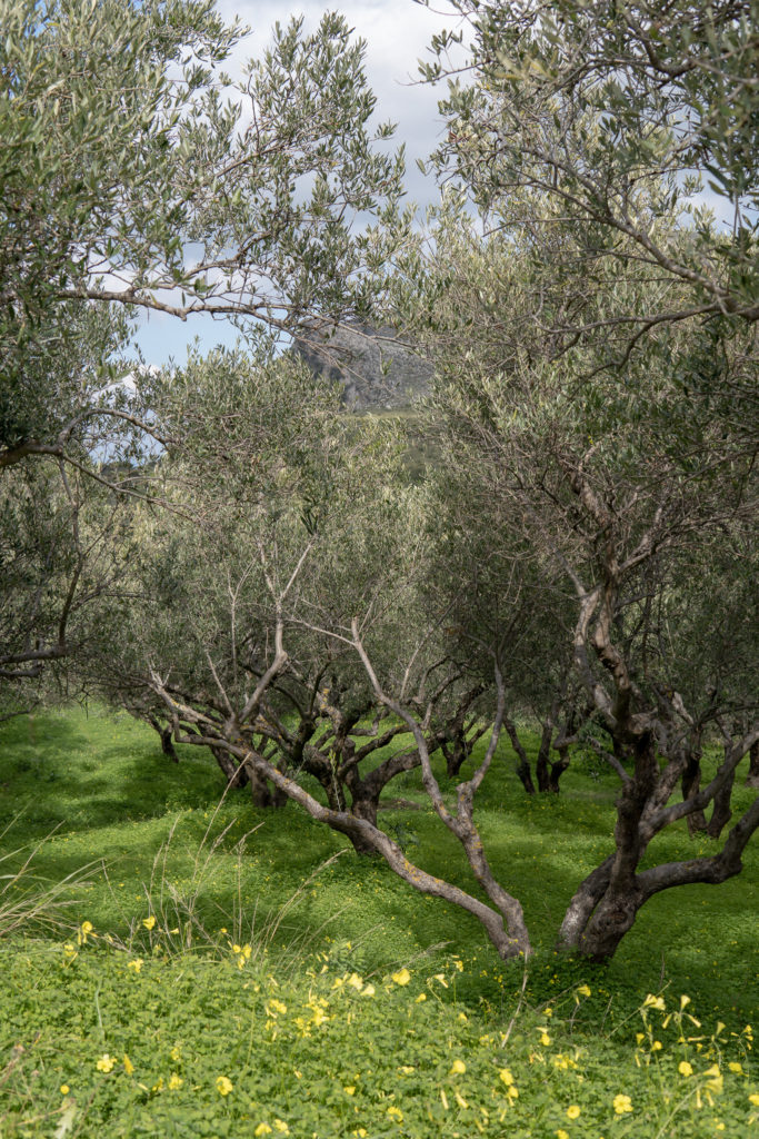 Chania Greece, Olive vineyard, crete greece photography,